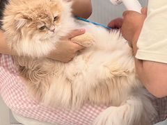 -老吴的猫·猫舍(新区店)