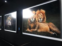 -罗红摄影艺术馆