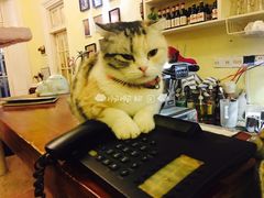 -猫色咖啡·猫咖