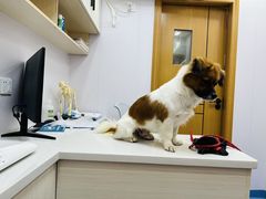 -博特宠物医院24h犬猫全科.骨科·异宠