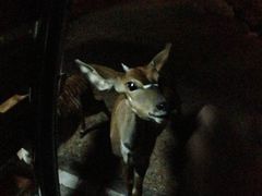 -清迈夜间动物园