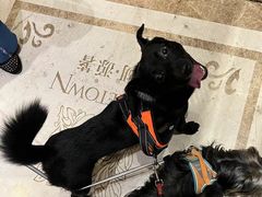 -瑞派名望24h动物医院异宠专科·猫专科·骨科·重症监护分院