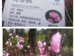 -桃花涧