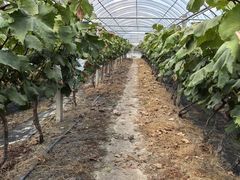 -马陆小张葡萄园农家乐