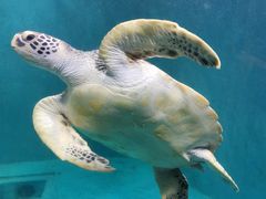 -青岛海底世界-水族馆