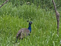 -北京麋鹿生态实验中心