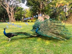 -中国科学院西双版纳热带植物园
