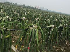 -米果果小镇