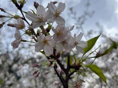 -武汉大学-樱园