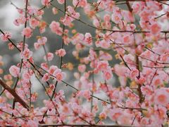 -重庆彩云湖湿地公园