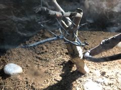 -上海大自然野生昆虫馆(东方明珠·爬宠昆虫探索中心)