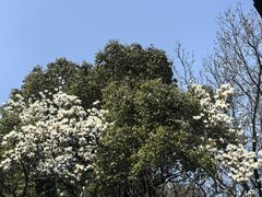 -杭州植物园