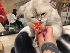 -飞行喵MR PILOT|猫舍·猫咖(静安大融城店)