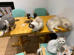 -猫色咖啡·猫咖