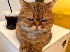 -有喵·猫咖·狗咖·40+猫狗有小奶狗(岗厦店)