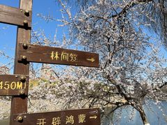 -桃花堤公园