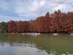 -上海海湾国家森林公园