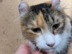 -more than meow吴止猫主题餐厅(承德 中船汇店)