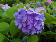 -上海滨江森林公园
