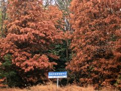 -上海海湾国家森林公园