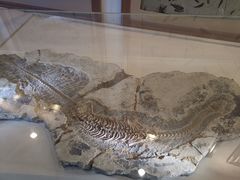 -辽宁古生物博物馆