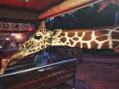 -清迈夜间动物园