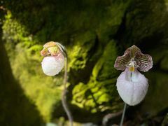 -新加坡植物园