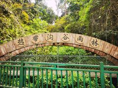 -西双版纳原始森林公园