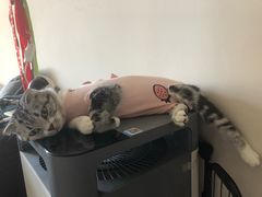 -香河县乐康动物诊所