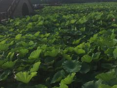 -荷塘月色湿地公园·向阳花洲
