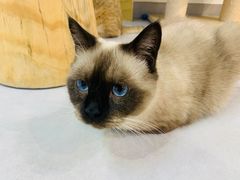 -Heymao猫咖.咖啡厅(东门店)