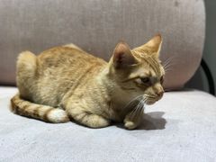 -藏猫猫咖啡主题馆(中央大道店)