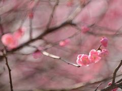 -新建村梅花