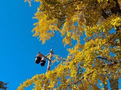 -三里屯东五街银杏大道