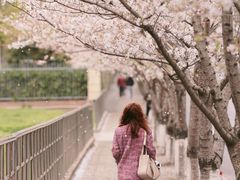 -高东镇樱花园
