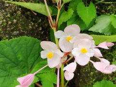 -嘉荫恐龙国家地质公园