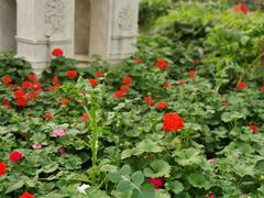 -南宫五洲植物乐园