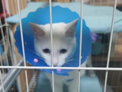 -伟伟宠物医院·CT影像中心·瑞派犬猫综合性门诊(汉口总院)
