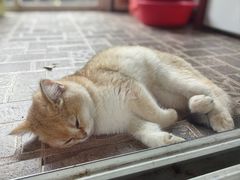 -瑞鹏宠物医院·宠保定点·心脏科·内科(御桥分院)