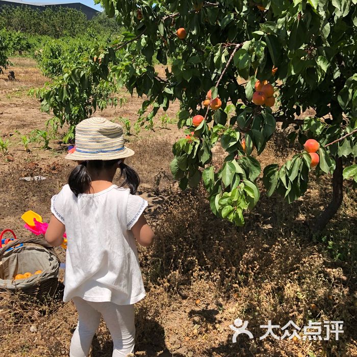 有宝苹果采摘园图片-北京采摘/农家乐-大众点评网