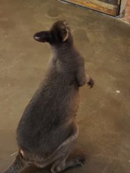 -Zoolung Zoolung动物主题公园(海信广场店)