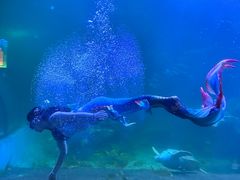 -左海海底世界