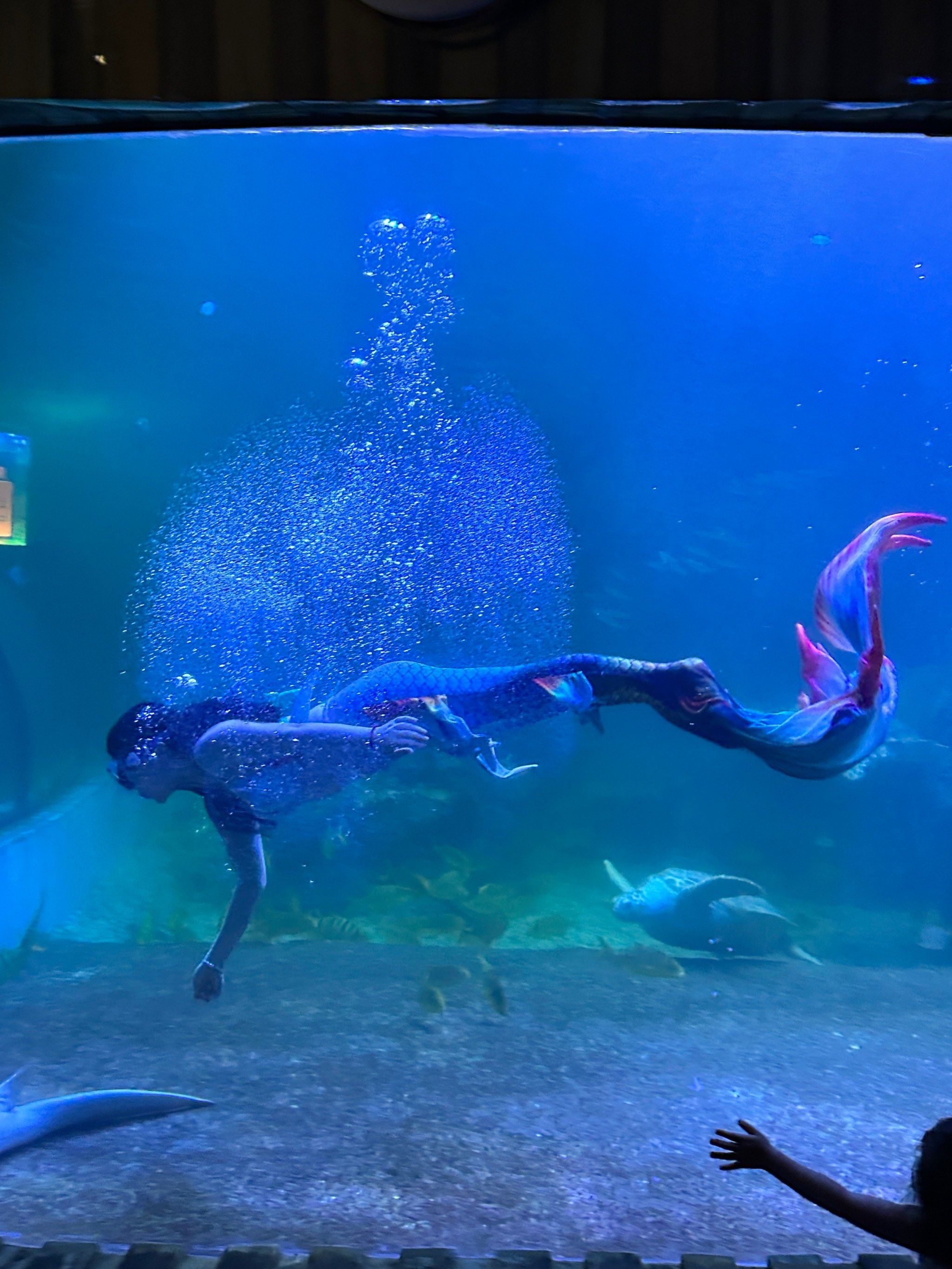 n✅还有节目表演 可以免费🆓观看 
人鲨共舞,美人鱼表演