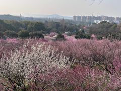 -无锡梅园公园