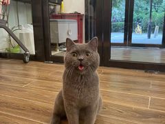 -猫大福·Fortune Cat猫舍(百子湾店)