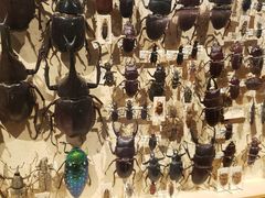 -墨尔本博物馆(Melbourne Museum)