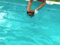 -翊宠yipet猫狗购宠庄园犬舍•猫舍