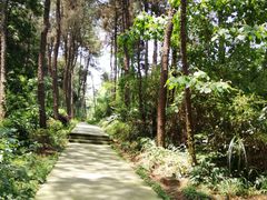 -铁山坪森林公园