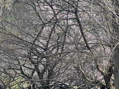 -杭州植物园
