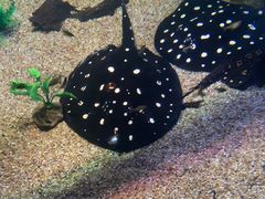-瑞普利水族馆